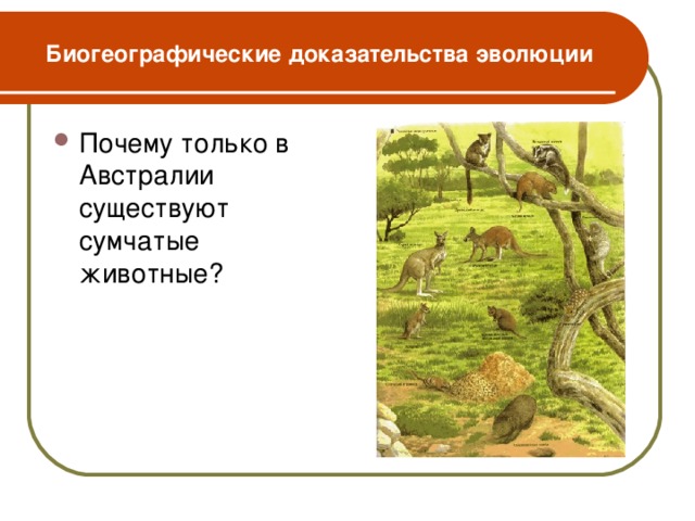 Биогеографические доказательства эволюции Почему только в Австралии существуют сумчатые животные?