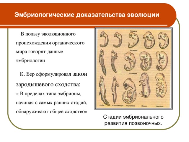 Эмбриологические доказательства эволюции  В пользу эволюционного происхождения органического мира говорят данные эмбриологии  К. Бер сформулировал закон зародышевого сходства: « В пределах типа эмбрионы, начиная с самых ранних стадий, обнаруживают общее сходство» Стадии эмбрионального развития позвоночных.