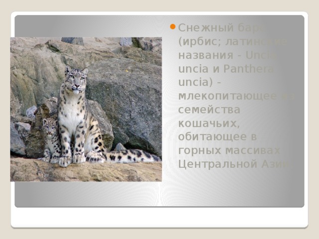 Снежный барс (ирбис; латинские названия - Uncia uncia и Panthera uncia) - млекопитающее из семейства кошачьих, обитающее в горных массивах Центральной Азии.
