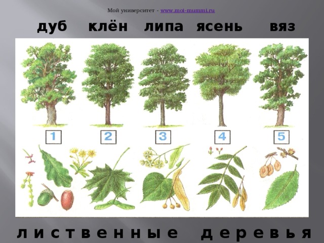 Дуб вяз клен. Дуб, липа, клен, ясень, вяз. Клен ясень вяз липа. Дуб клен ясень липа. Клен ясень вяз.