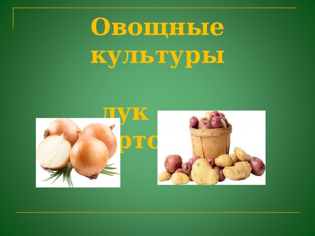 Овощные культуры   лук картофель