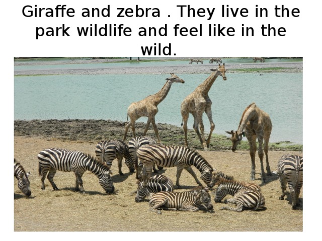 G iraffe and zebra . T hey live in the park wildlife and feel like in the wild.