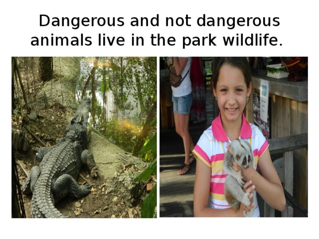 D angerous and not dangerous animals live in the park wildlife.