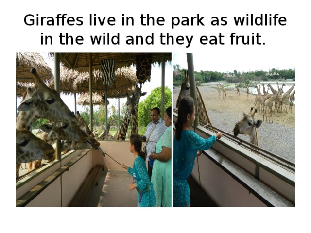 G iraffes live in the park as wildlife in the wild and they eat fruit.