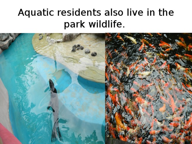 A quatic residents also live in the park wildlife.