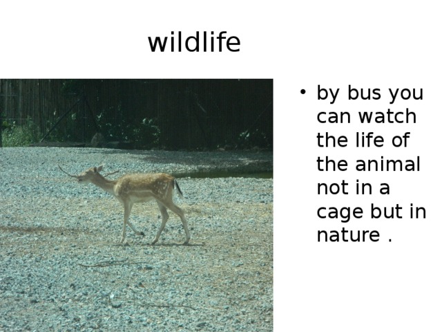 wildlife