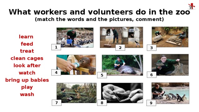 What workers and volunteers do in the zoo (match the words and the pictures, comment) learn feed treat clean cages look after watch bring up babies play wash 1 2 3 4 6 5 8 7 9