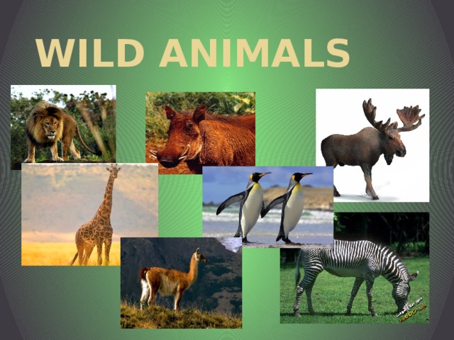 WILD ANIMALS