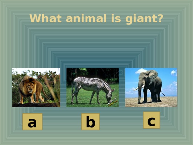 What animal is giant? c a b