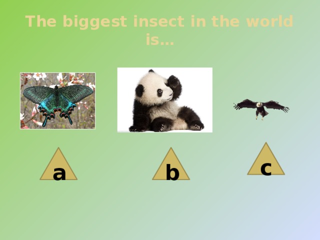 The biggest insect in the world is… c a b