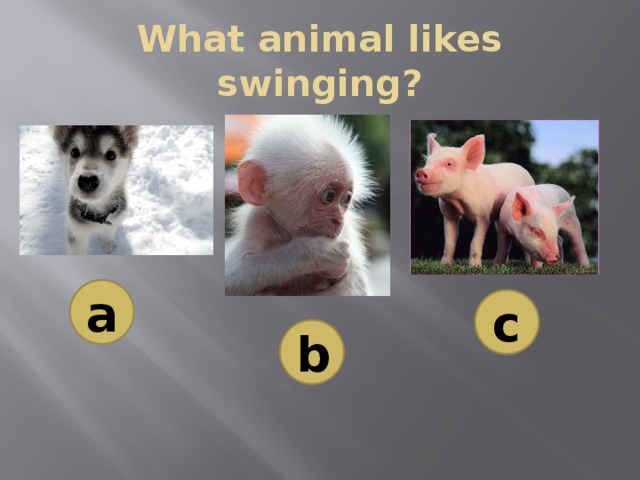 What animal likes swinging? a c b