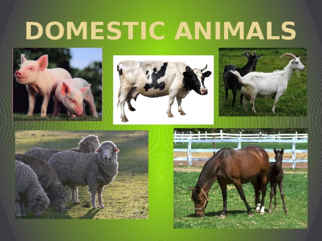 DOMESTIC ANIMALS