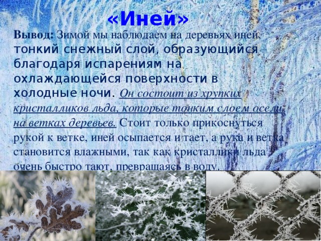 «Иней»  Вывод: Зимой мы наблюдаем на деревьях иней, тонкий снежный слой, образующийся благодаря испарениям на охлаждающейся поверхности в холодные ночи . Он состоит из хрупких кристалликов льда, которые тонким слоем осели на ветках деревьев. Стоит только прикоснуться рукой к ветке, иней осыпается и тает, а рука и ветка становится влажными, так как кристаллики льда очень быстро тают, превращаясь в воду.