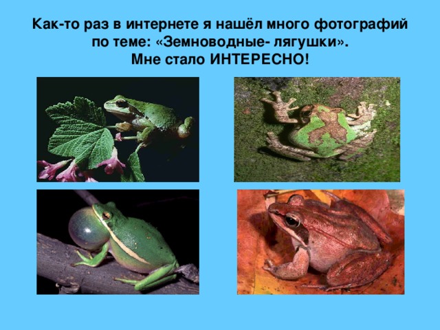 Как-то раз в интернете я нашёл много фотографий по теме: «Земноводные- лягушки».  Мне стало ИНТЕРЕСНО!