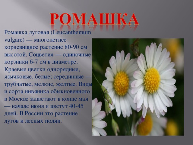 Ромашка луговая (Leucanthemum vulgare) — многолетнее корневищное растение 80-90 см высотой. Соцветия — одиночные корзинки 6-7 см в диаметре. Краевые цветки однорядные, язычковые, белые; серединные — трубчатые, мелкие, желтые. Виды и сорта нивяника обыкновенного в Москве зацветают в конце мая — начале июня и цветут 40-45 дней. В России это растение лугов и лесных полян .