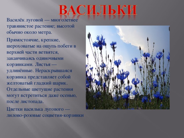 Василёк луговой — многолетнее травянистое растение; высотой обычно около метра. Прямостоячие, крепкие, шероховатые на ощупь побеги в верхней части ветвятся, заканчиваясь одиночными корзинками. Листья — удлинённые. Нераскрывшаяся корзинка представляет собой желтоватый гладкий шарик. Отдельные цветущие растения могут встретиться даже осенью, после листопада. Цветки василька лугового — лилово-розовые соцветия-корзинки