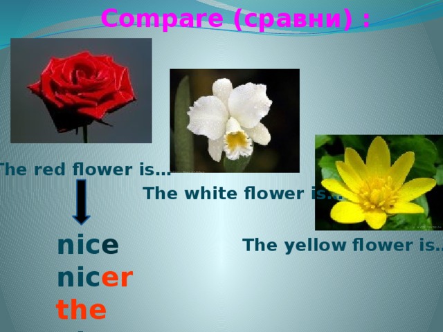 Compare (сравни) : The red flower is… The white flower is… nic e nic er the  nic est The yellow flower is…