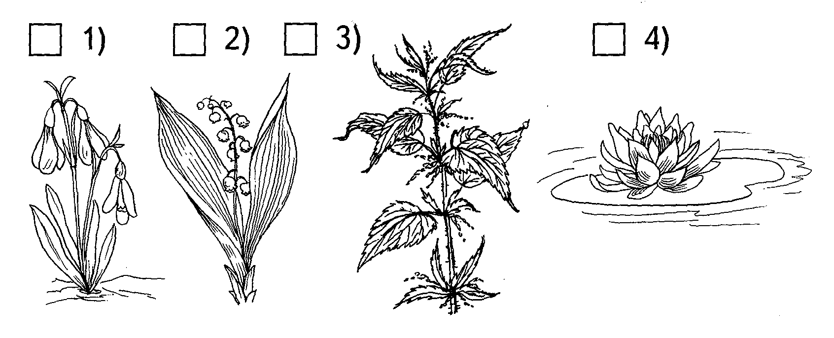 Рисунки растений 2 класс