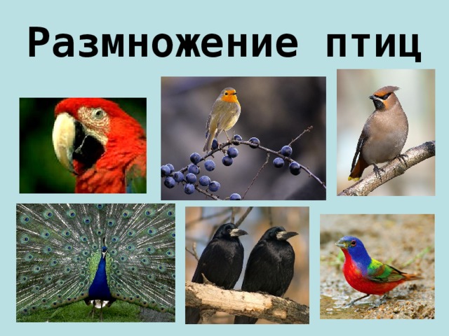 Размножение птиц