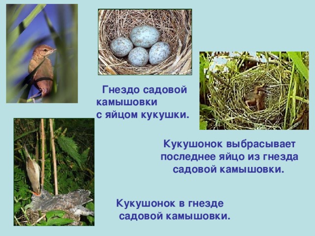 Гнездо садовой камышовки с яйцом кукушки.  Кукушонок выбрасывает последнее яйцо из гнезда садовой камышовки.  Кукушонок в гнезде  садовой камышовки.
