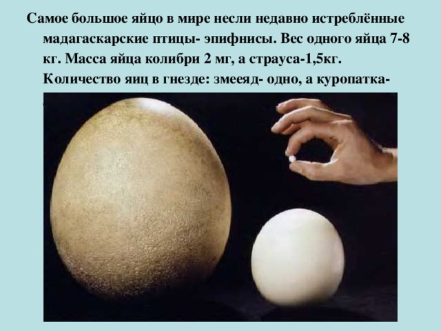 Самое большое яйцо в мире несли недавно истреблённые мадагаскарские птицы- эпифнисы. Вес одного яйца 7-8 кг. Масса яйца колибри 2 мг, а страуса-1,5кг. Количество яиц в гнезде: змееяд- одно, а куропатка- двадцать пять.