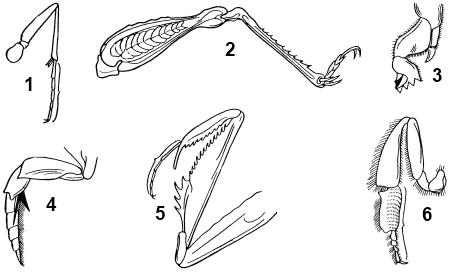 Какими цифрами на рисунке обозначены соответственно прыгательная и копательная конечности насекомых