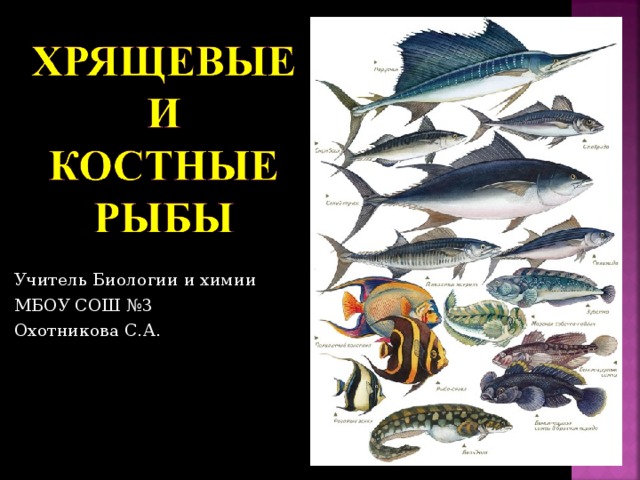 Учитель Биологии и химии МБОУ СОШ №3 Охотникова С.А.