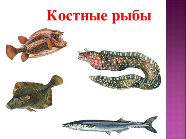 Костные рыбы