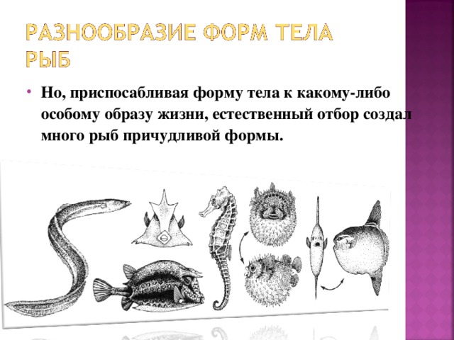 Происхождение рыб презентация 7 класс