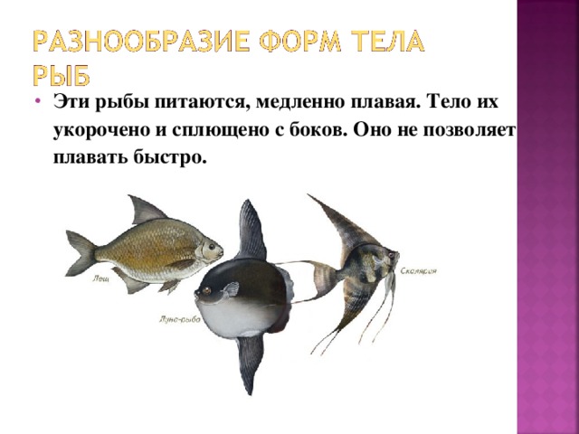 Эти рыбы питаются, медленно плавая. Тело их укорочено и сплющено с боков. Оно не позволяет плавать быстро.