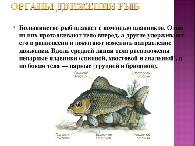 Работа плавников при движении рыбы в воде. Органы передвижения костных рыб. Парные и непарные плавники у рыб. Общая характеристика рыб 7 класс. Отделы тела рыб 7 класс.