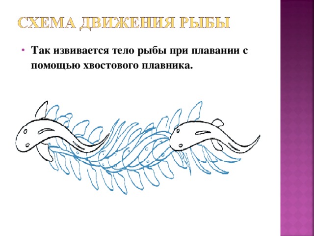 Так извивается тело рыбы при плавании с помощью хвостового плавника.