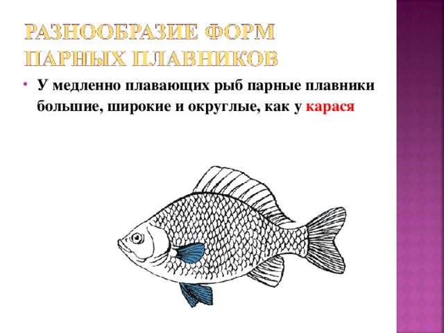 У медленно плавающих рыб парные плавники большие, широкие и округлые, как у карася