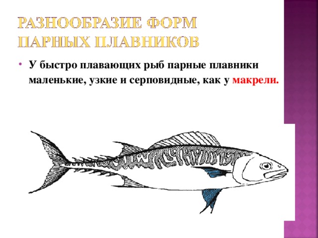 У быстро плавающих рыб парные плавники маленькие, узкие и серповидные, как у макрели.