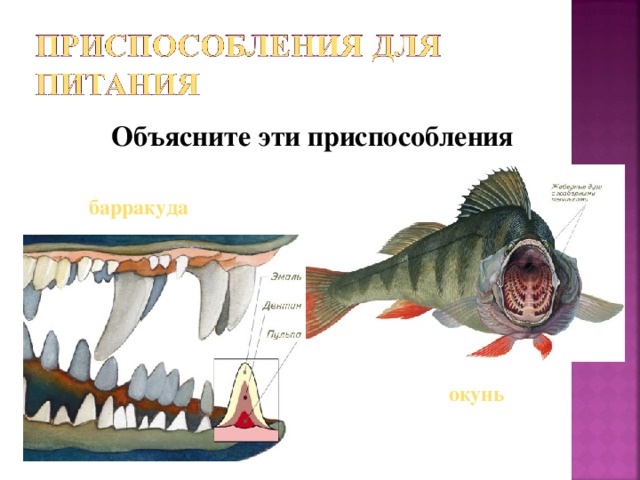 Объясните эти приспособления барракуда окунь