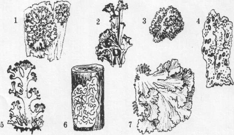 Нарисовать лишайник 5 класс биология