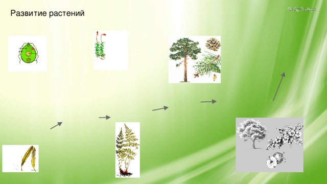 Развитие растений