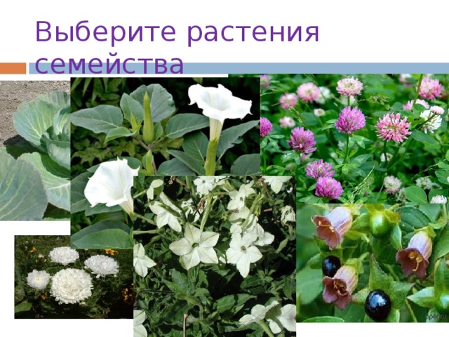 Выберите растения семейства   Пасленовые