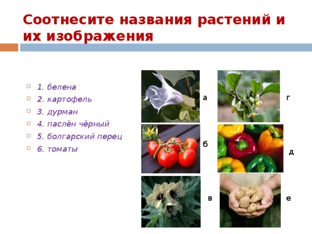 Соотнесите названия растений и их изображения 1. белена 2. картофель 3. дурман 4. паслён чёрный 5. болгарский перец 6. томаты  а г б д в е