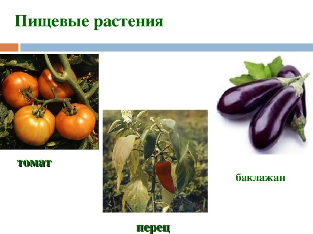 Пищевые растения томат баклажан  перец