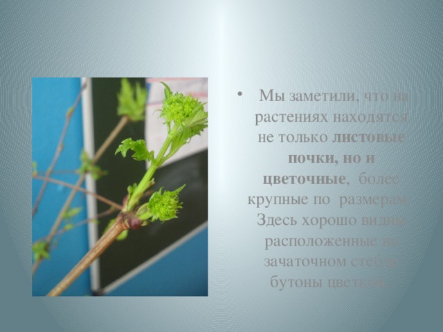 Мы заметили, что на растениях находятся не только  листовые почки, но и цветочные , более крупные по размерам. Здесь хорошо видны расположенные на зачаточном стебле бутоны цветков. 