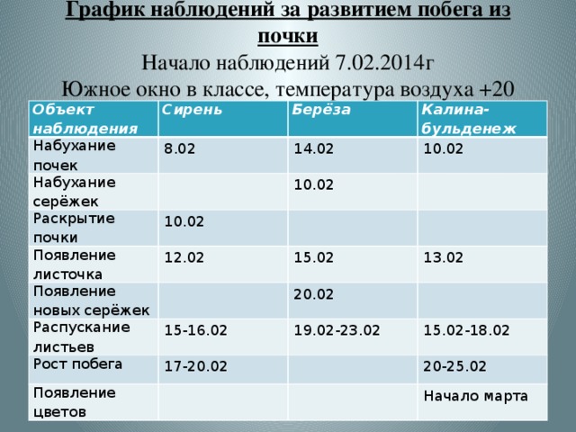 График наблюдений за развитием побега из почки  Начало наблюдений 7.02.2014г  Южное окно в классе, температура воздуха +20   Объект наблюдения Сирень Набухание почек 8.02 Берёза Набухание серёжек Калина-бульденеж 14.02 Раскрытие почки 10.02 10.02 10.02 Появление листочка Появление новых серёжек 12.02 15.02 Распускание листьев 13.02 20.02 15-16.02 Рост побега 17-20.02 19.02-23.02 Появление цветов 15.02-18.02 20-25.02 Начало марта