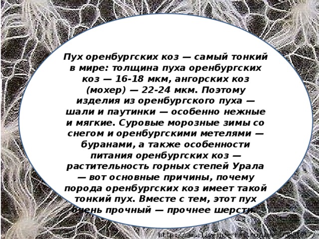 Пух оренбургских коз — самый тонкий в мире: толщина пуха оренбургских коз — 16-18 мкм, ангорских коз (мохер) — 22-24 мкм. Поэтому изделия из оренбургского пуха — шали и паутинки — особенно нежные и мягкие. Суровые морозные зимы со снегом и оренбургскими метелями — буранами, а также особенности питания оренбургских коз — растительность горных степей Урала — вот основные причины, почему порода оренбургских коз имеет такой тонкий пух. Вместе с тем, этот пух очень прочный — прочнее шерсти.