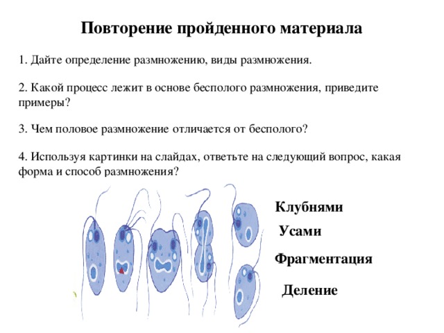 Повторение пройденного материала 1. Дайте определение размножению, виды размножения. 2. Какой процесс лежит в основе бесполого размножения, приведите примеры? 3. Чем половое размножение отличается от бесполого? 4. Используя картинки на слайдах, ответьте на следующий вопрос, какая форма и способ размножения? Клубнями Усами  Фрагментация  Деление