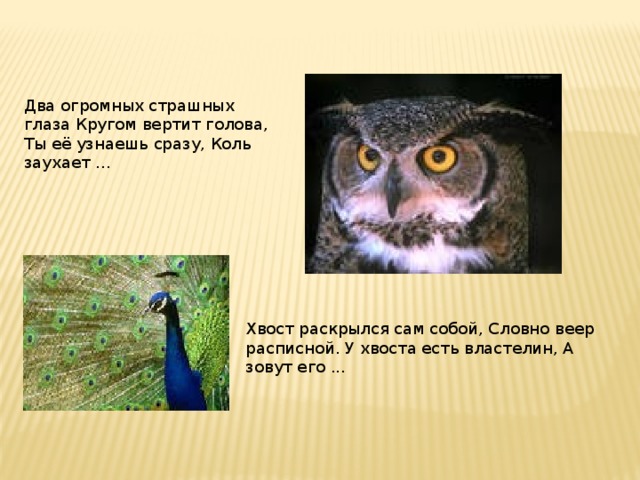 Два огромных страшных глаза Кругом вертит голова, Ты её узнаешь сразу, Коль заухает ... Хвост раскрылся сам собой, Словно веер расписной. У хвоста есть властелин, А зовут его ...