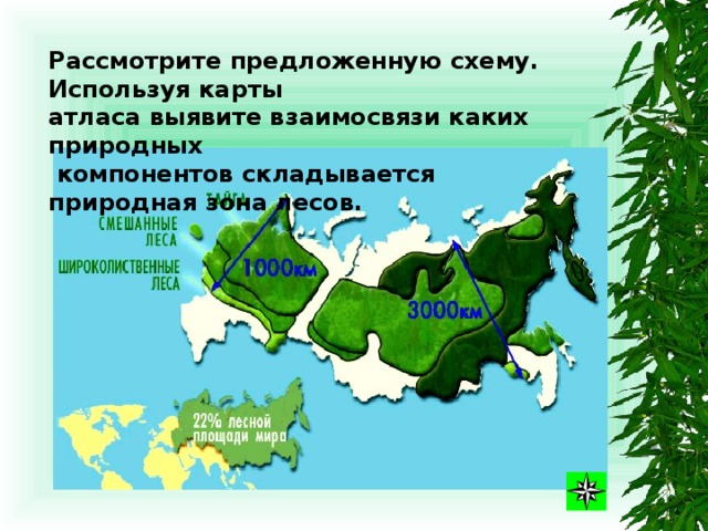 Лесные зоны воды. Лесные зоны России. Лесные зоны России презентация. Лесная зона на карте России. Тайга смешанный и широколиственный лес.