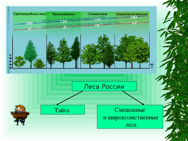 Леса России Тайга Смешанные  и широколиственные  леса