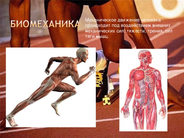 Механическое движение человека происходит под воздействием внешних механических сил: тяжести, трения, сил тяги мышц.