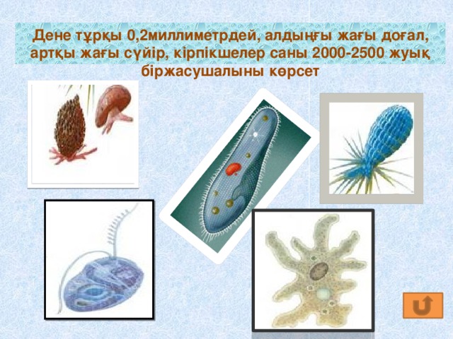 Дене тұрқы 0,2миллиметрдей, алдыңғы жағы доғал, артқы жағы сүйір, кірпікшелер саны 2000-2500 жуық біржасушалыны көрсет