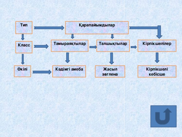 Тип Қарапайымдылар Тамыраяқтылар Кірпікшелілер Талшықтылар Класс Кірпікшелі кебісше Жасыл  эвглена Өкілі Кәдімгі амеба